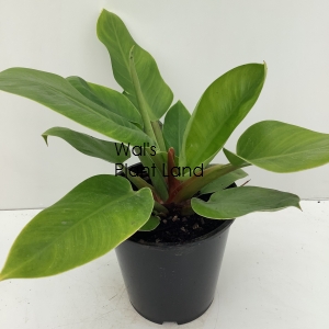 PHILODENDRON IMPERIAL GREEN