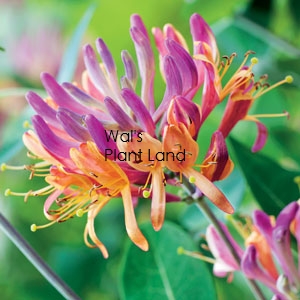 LONICERA FIRECRACKER