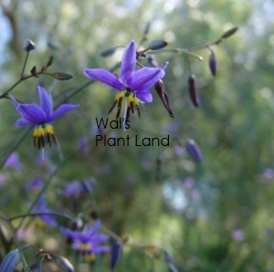 DIANELLA REVELATION