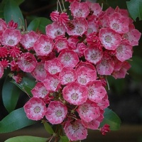 KALMIA PINK CHARM