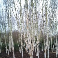 BETULA jacquemontii DAZZLER