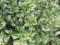 PITTOSPORUM MOUNTAIN JADE