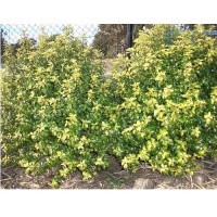 PITTOSPORUM GOLD STAR