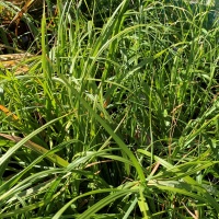 CHIONOCHLOA FLAVICANS (GREEN TUSSOCK)