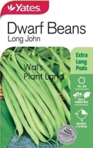 BEAN DWARF LONG JOHN SEED PACKET