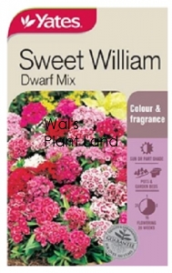 SWEET WILLIAM DWARF MIX SEED PACKET