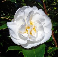 CAMELLIA KATE SHEPPARD