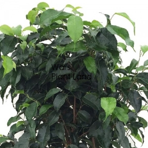 FICUS WINTERGREEN