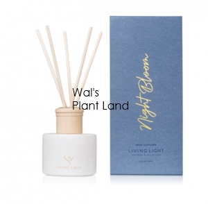 NIGHT BLOOM REED DIFFUSER LIVING LIGHT