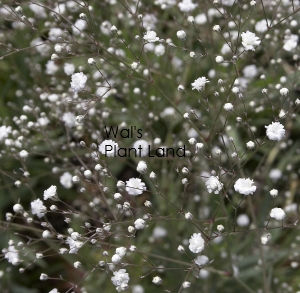 GYPSOPHILA PANICULATA DOUBLE