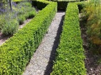 BUXUS SEMPERVIRENS 6PK