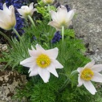 PULSATILLA BELLS WHITE