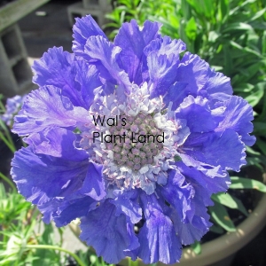 SCABIOSA CAUCASICA FAMA DEEP BLUE