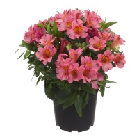 ALSTROEMERIA PRINCESS LILY ELIANE