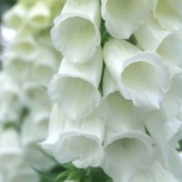 FOXGLOVE WHITE