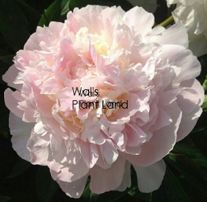 PAEONIA JAMES PILLOW (PEONY)