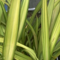 PHORMIUM YELLOW WAVE