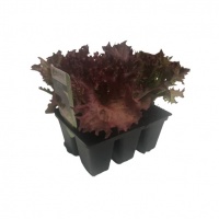 LETTUCE RED FRILLS