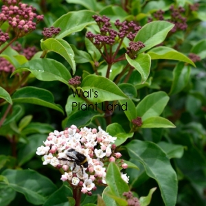 VIBURNUM EMERALD BEAUTY STD