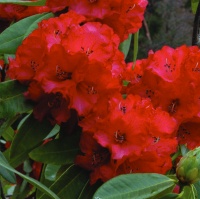 RHODODENDRON OLIN O DOBBS