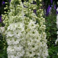 DELPHINIUM GREEN TWIST