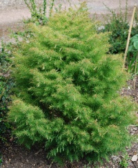 CRYPTOMERIA JAP ELEGANS COMPACTA