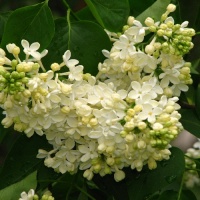 SYRINGA PRIMROSE