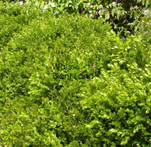 BUXUS GREEN GEM