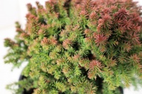 CRYPTOMERIA JAP COMPRESSA