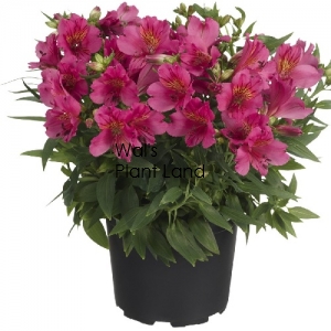 ALSTROEMERIA PRINCESS LILY IVANA