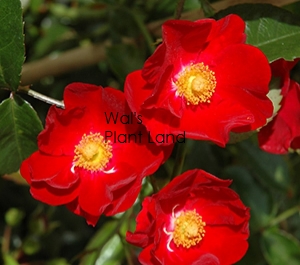 ROSE FLOWER CARPET RED