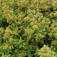 OLEARIA PANICULATA KAIKOURA