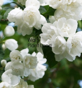 PHILADELPHUS VIRGINAL