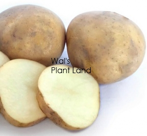 POTATOES SEED ROCKET 3KG BAG