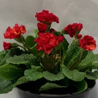 PRIMULA ACAULIS PRIMLET RED SHADES