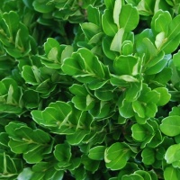 BUXUS HARLANDII RICHARD