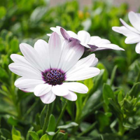 OSTEOSPERMUM ASTI WHITE