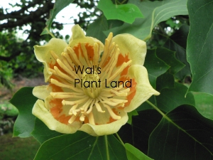 LIRIODENDRON TULIPIFERA