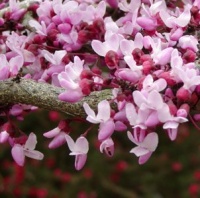 CERCIS FOREST PANSY