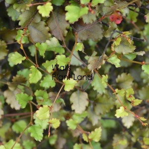 NOTHOFAGUS FUSCA SYN 'FUSCOSPORA'