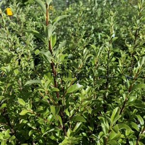 PITTOSPORUM TEN. MOUNTAIN JADE