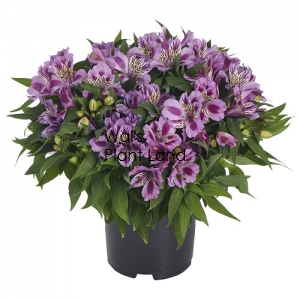 ALSTROEMERIA PRINCESS LILY MULAN