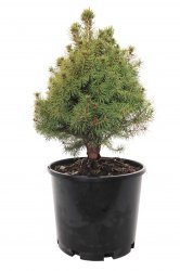 PICEA GLAUCA CONICA