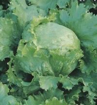 LETTUCE GREAT LAKES