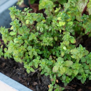 THYME LEMON HOME GARDEN