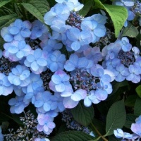 HYDRANGEA SUMMER GLOW