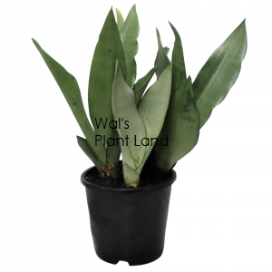 SANSEVIERIA MOONSHINE