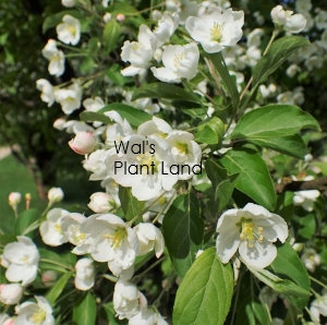 MALUS FLORIBUNDA 1.5M STD