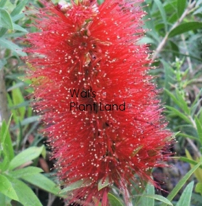 CALLISTEMON RED CLUSTER