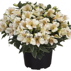 ALSTROEMERIA PRINCESS LILY FABIANA